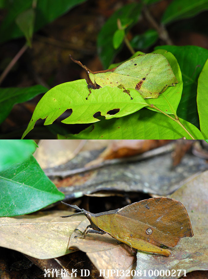 葉っぱに似た虫