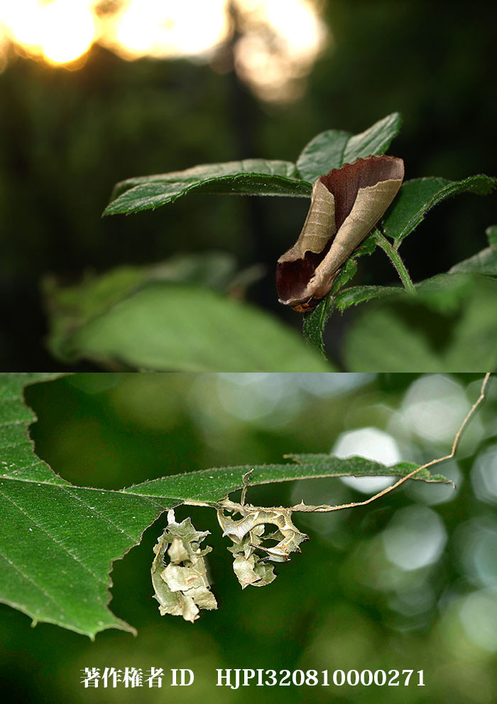 ムラサキシャチホコ