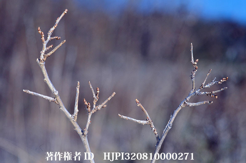 何匹いるかな？クワエダシャク