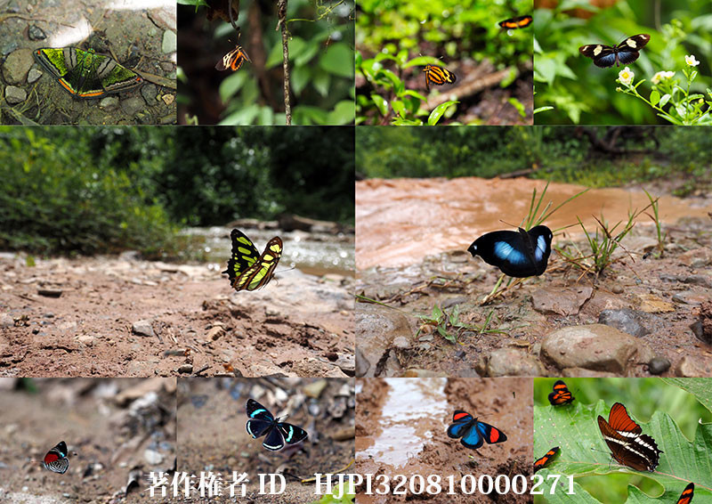 ペルーのタテハチョウなど（オリンパス写真展で展示した写真5）