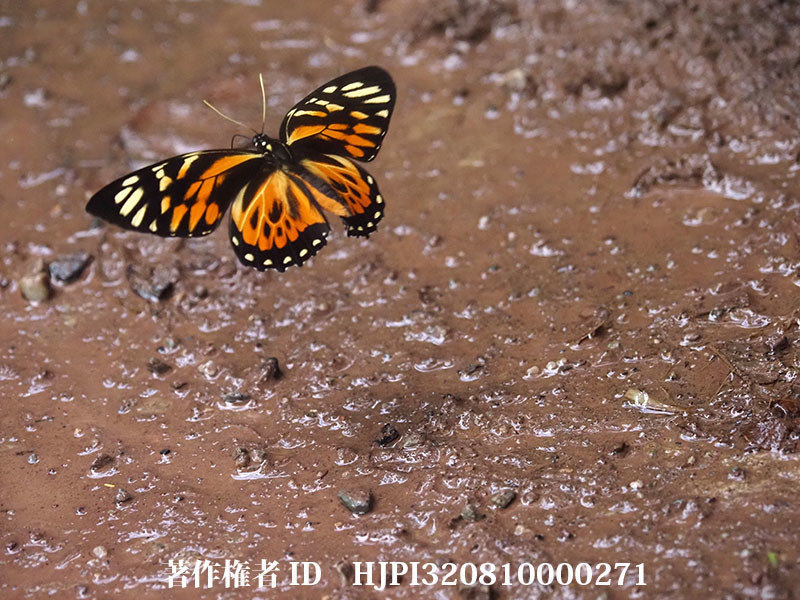 キマダラマルバネアゲハの飛翔（オリンパス写真展で展示した写真6）