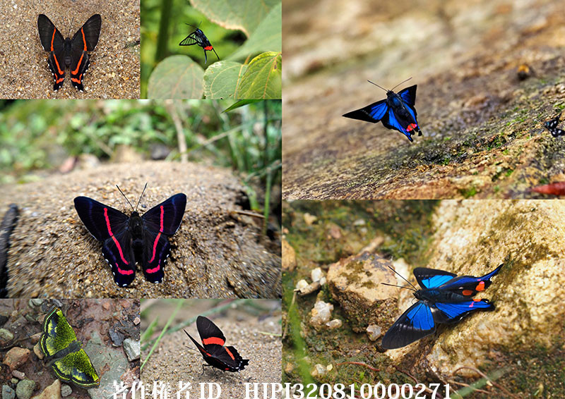 ペルーのシジミタテハ（オリンパス写真展で展示した写真7）