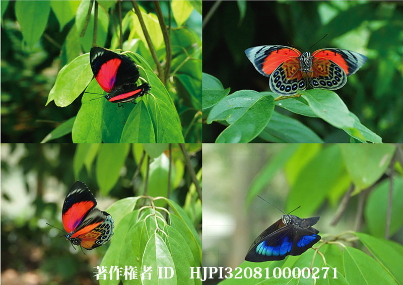 ペルーのミイロタテハのハイブリッド（オリンパス写真展で展示した写真9）