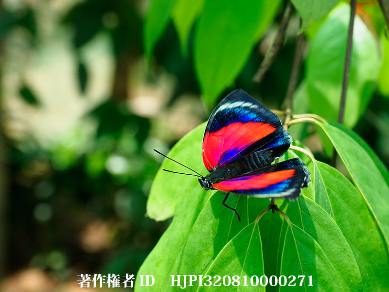 美しいミイロタテハのハイブリッド（オリンパス写真展で展示した写真10）