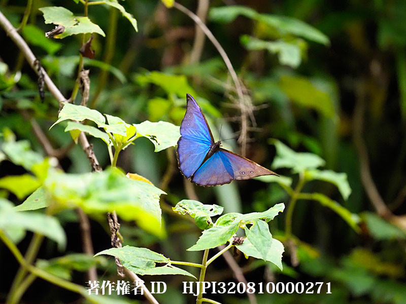 ディディウスモルフォのの飛翔（オリンパス写真展で展示した写真11 ）