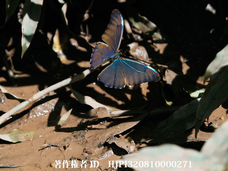 オーロラモルフォの飛翔（オリンパス写真展で展示した写真12 ）