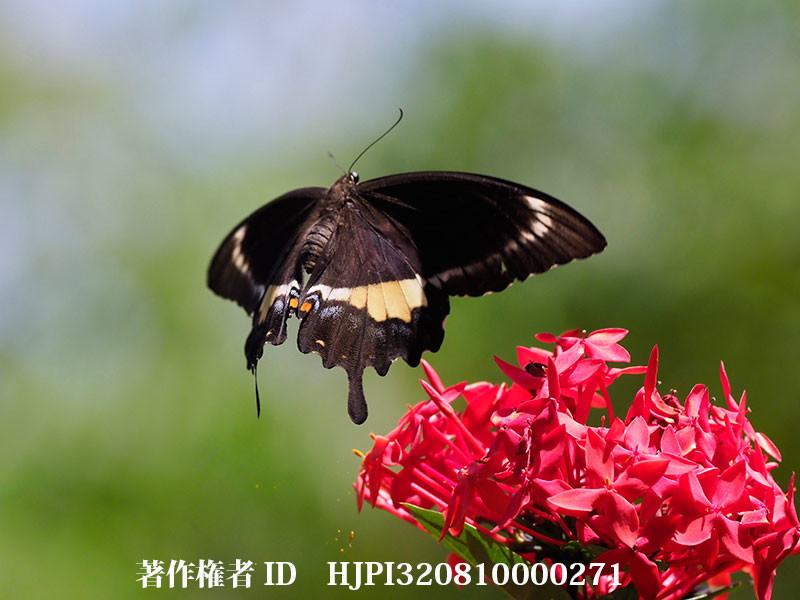 サンタンカの花に来たネッタイモンキアゲハ♀（オリンパス写真展で展示した写真14）