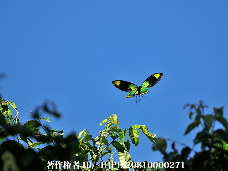 ビクトリアトリバネアゲハの飛翔（オリンパス写真展で展示した写真15）