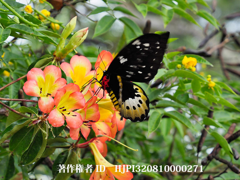 ゴライアストリバネアゲハの♀（オリンパス写真展で展示した写真17）