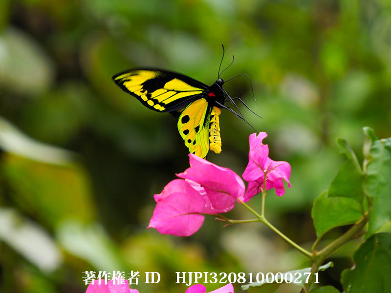 チトヌストリバネアゲハ♂の飛翔1（オリンパス写真展で展示した写真18）