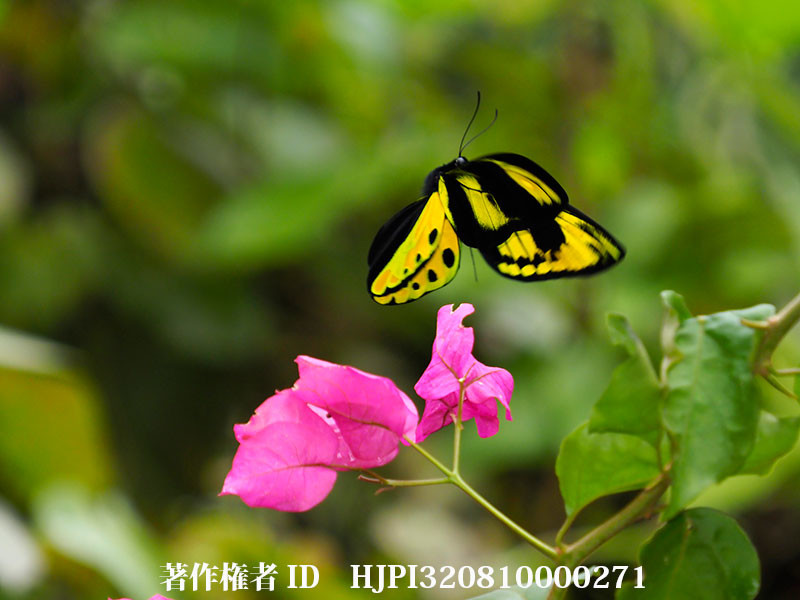 チトヌストリバネアゲハ♂の飛翔2（オリンパス写真展で展示した写真19）