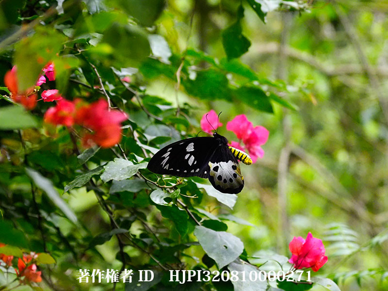 チトヌストリバネアゲハ♀の飛翔（オリンパス写真展で展示した写真20）