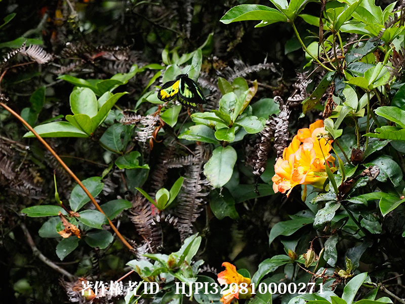 ロスチャイルドトリバネアゲハ♂の飛翔（オリンパス写真展で展示した写真21）