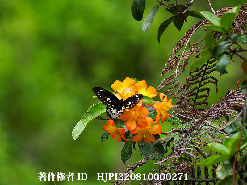 ロスチャイルドトリバネアゲハ♀（オリンパス写真展で展示した写真22）