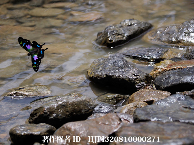 ミイロタイマイの飛翔（オリンパス写真展で展示した写真23）