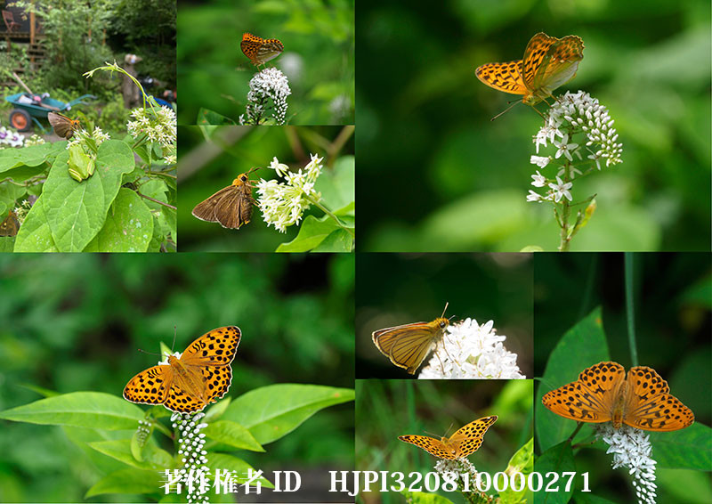 オカトラノオとイケマに来た蝶　2019年7月（オリンパス写真展で展示した写真29）