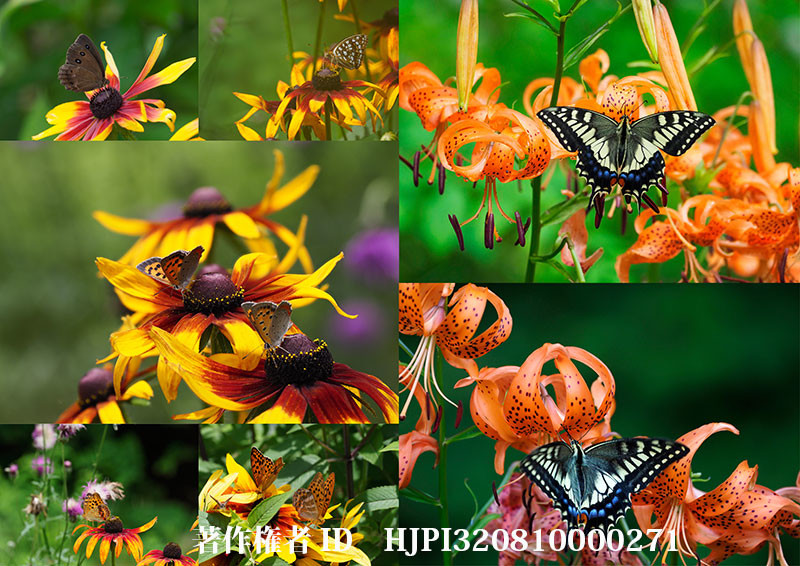 ルドベキアとコオニユリに来た蝶（オリンパス写真展で展示した写真30）