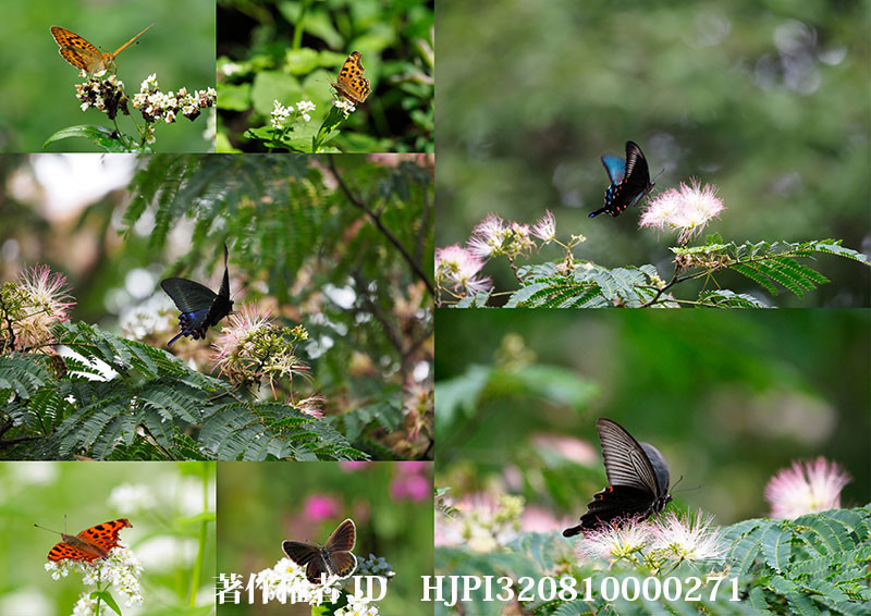 ネムとソバに来た蝶（オリンパス写真展で展示した写真33）