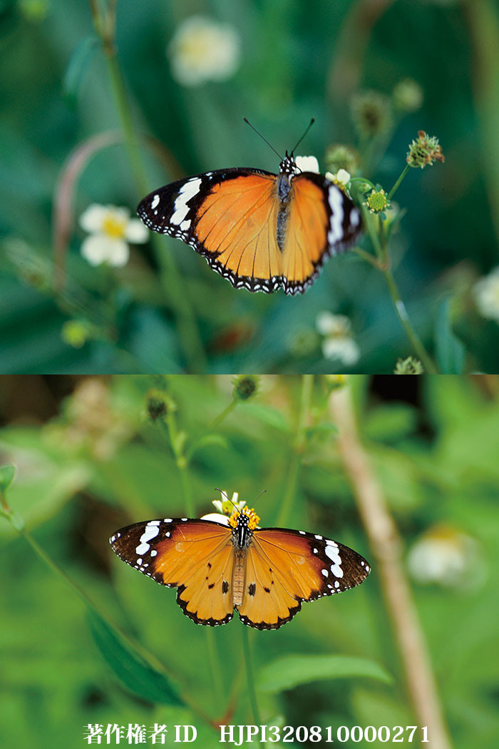 有毒な蝶に擬態する