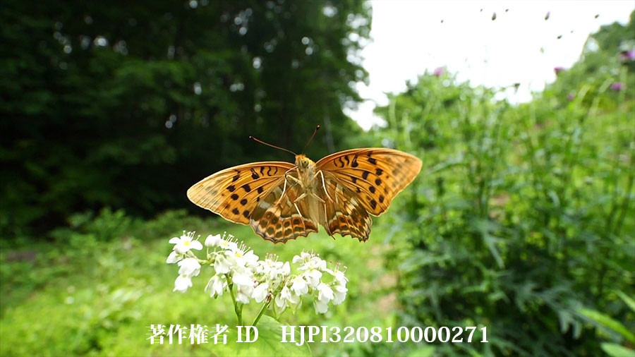 ミドリヒョウモンの飛翔動画をAIでもっとスローに