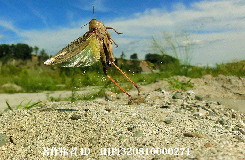 トノサマバッタの飛翔