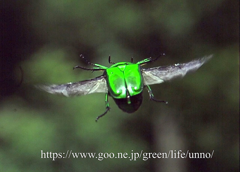 アオカナブンの飛翔