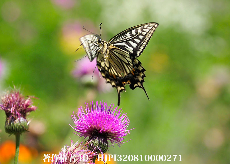 アザミにナミアゲハ（オリンパス写真展で展示した写真28）