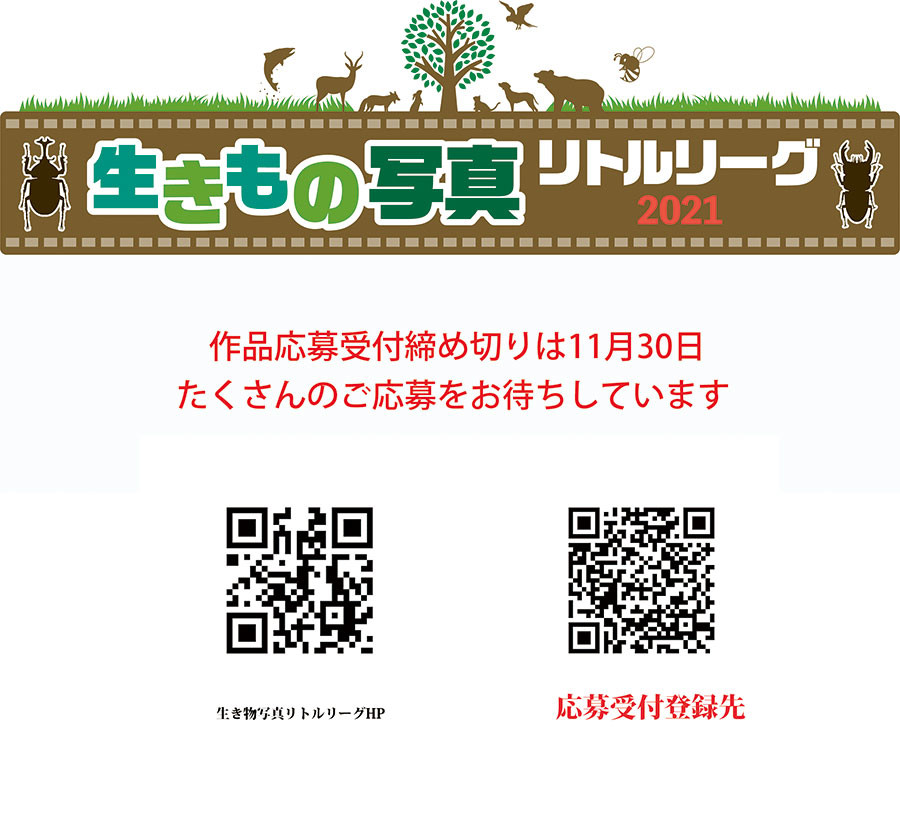 生きもの写真リトルリーグ第6回（2021）作品応募締め切り迫る　SDGsについても