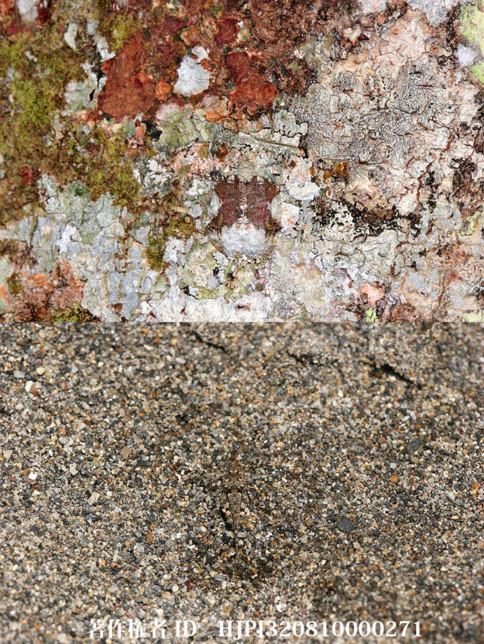 木の幹や砂地に姿を隠す