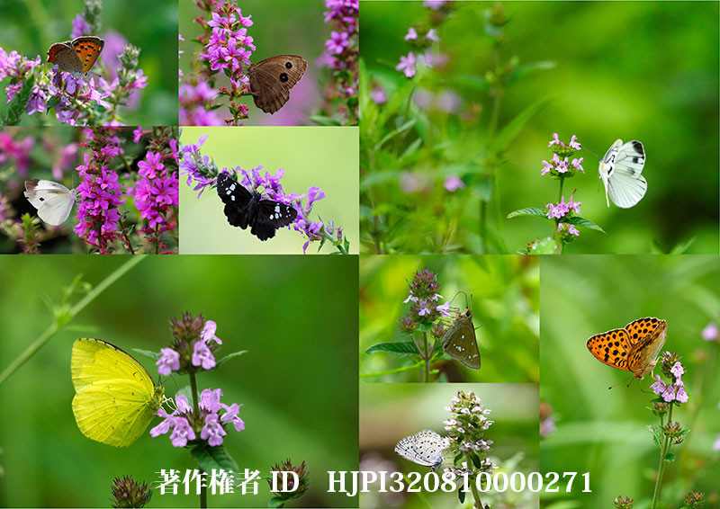 クルマバナとミソハギに来たチョウ（オリンパス写真展で展示した写真36）