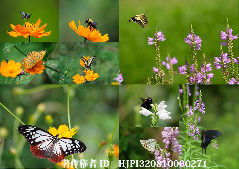 キバナコスモスとカクトラノオに来たチョウ（オリンパス写真展で展示した写真38）