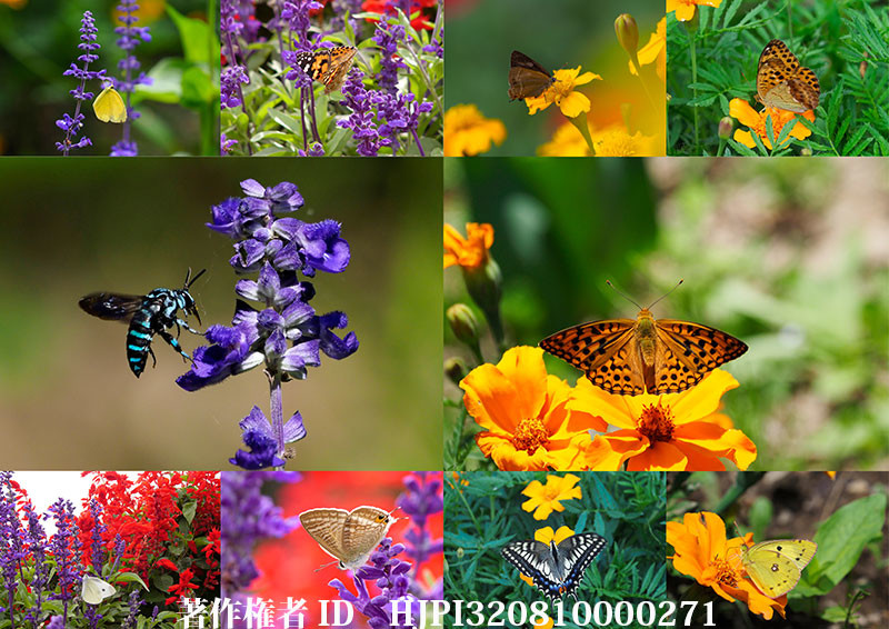 ブルーサルビアとマリーゴールドに来たチョウ（オリンパス写真展で展示した写真39）