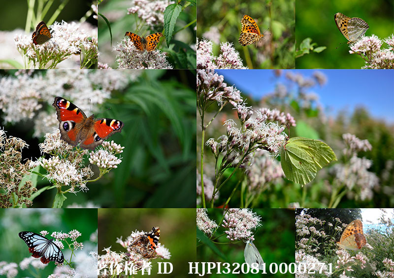 フジバカマに来たチョウ（オリンパス写真展で展示した写真40）