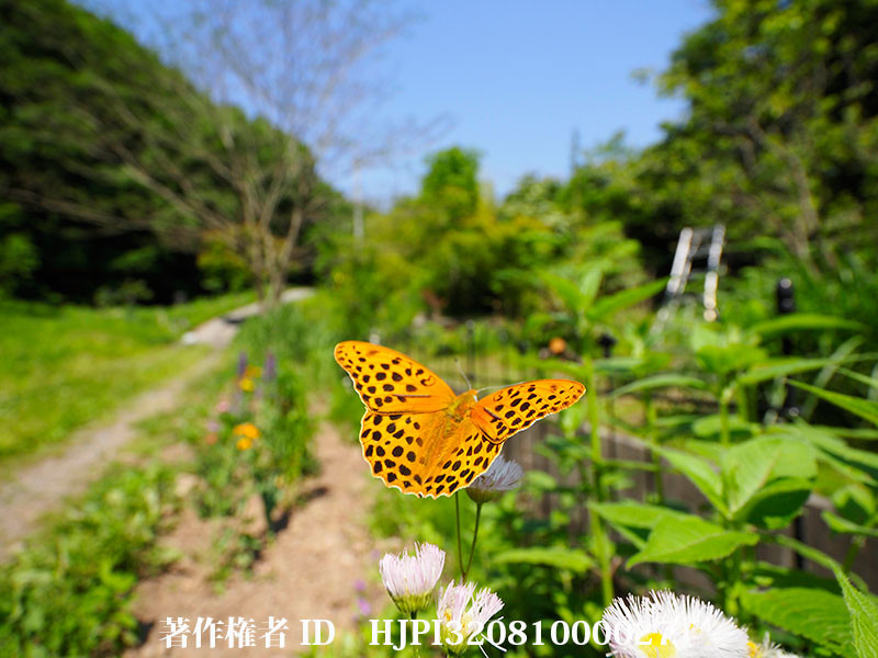 庭のクモガタヒョウモン（オリンパス写真展で展示した写真41）