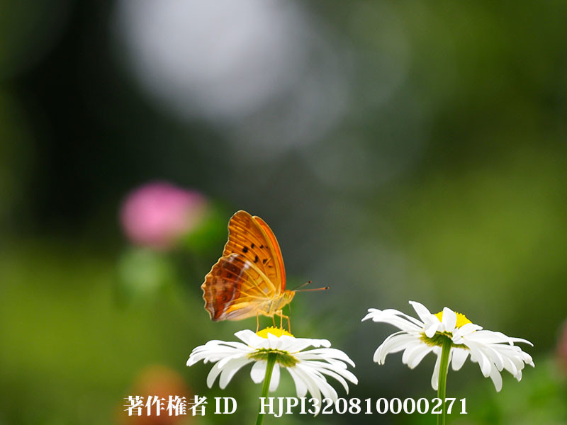 フランスギクの蜜を吸うメスグロヒョウモンの♂（オリンパス写真展で展示した写真43）