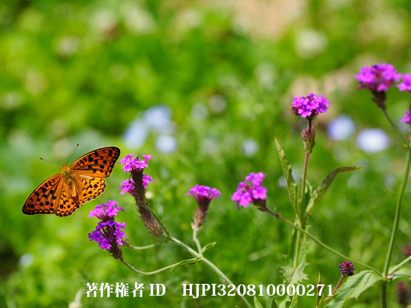 バーベナリキダにやってきたウラギンヒョウモン（オリンパス写真展で展示した写真45）