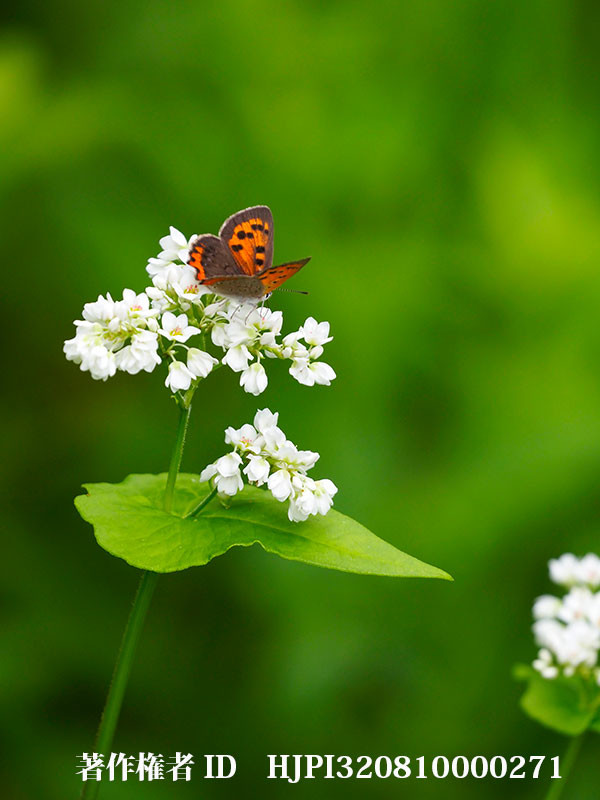 ソバの花にベニシジミ（オリンパス写真展で展示した写真47）