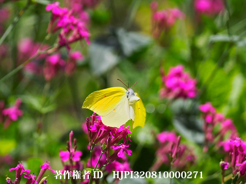 ムシトリナデシコにやってきたスジボソヤマキチョウ（オリンパス写真展で展示した写真50）