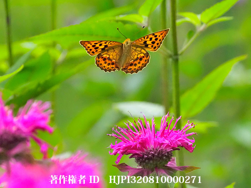 モナルダの花から飛び立つウラギンスジヒョウモン（オリンパス写真展で展示した写真51）