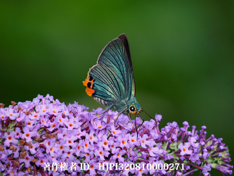 ブッドレアの花の蜜を吸うアオバセセリ（オリンパス写真展で展示した写真52）
