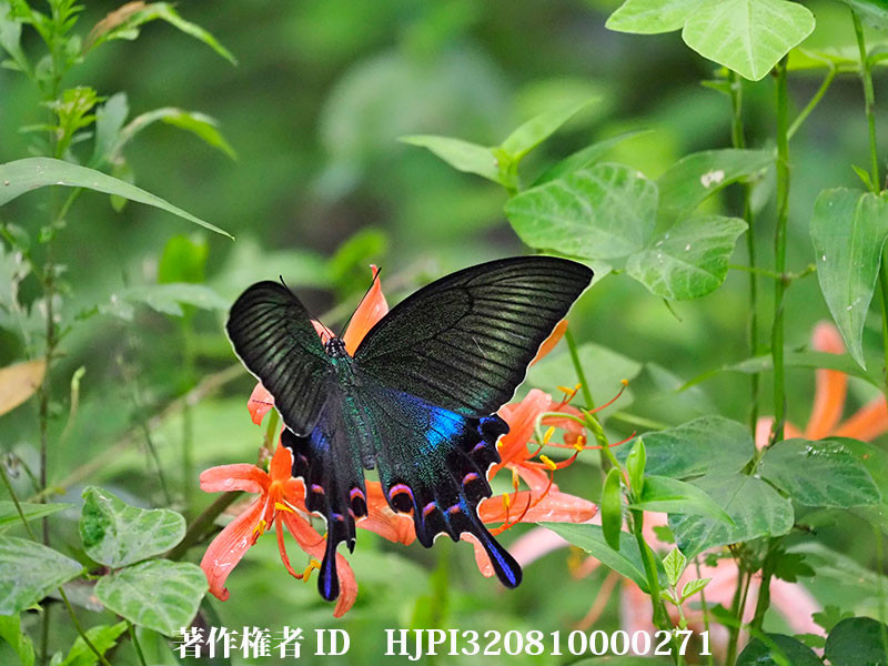 キツネノカミソリに来たミヤマカラスアゲハの♀（オリンパス写真展で展示した写真54）