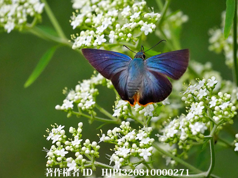 オトコエシに来たアオバセセリ（オリンパス写真展で展示した写真56）