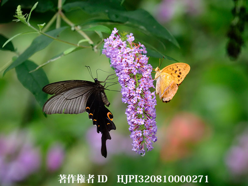 ブッドレアにオナガアゲハとメスグロヒョウモンのオス（オリンパス写真展で展示した写真58）