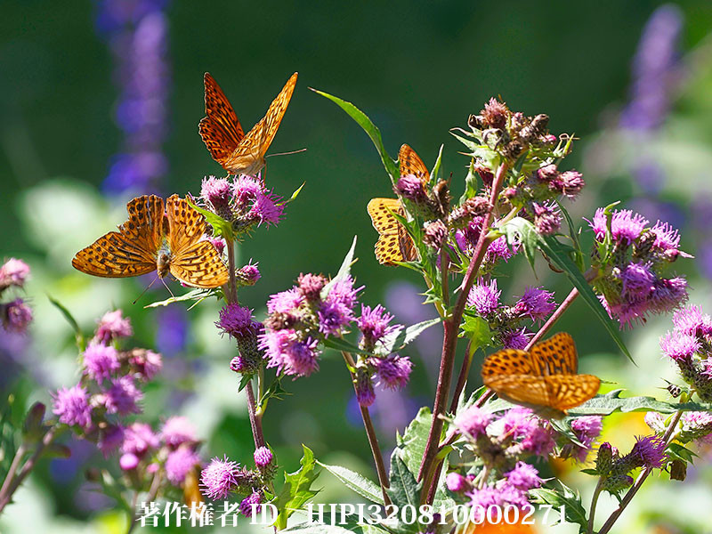 ナンブアザミにミドリヒョウモン（オリンパス写真展で展示した写真59）