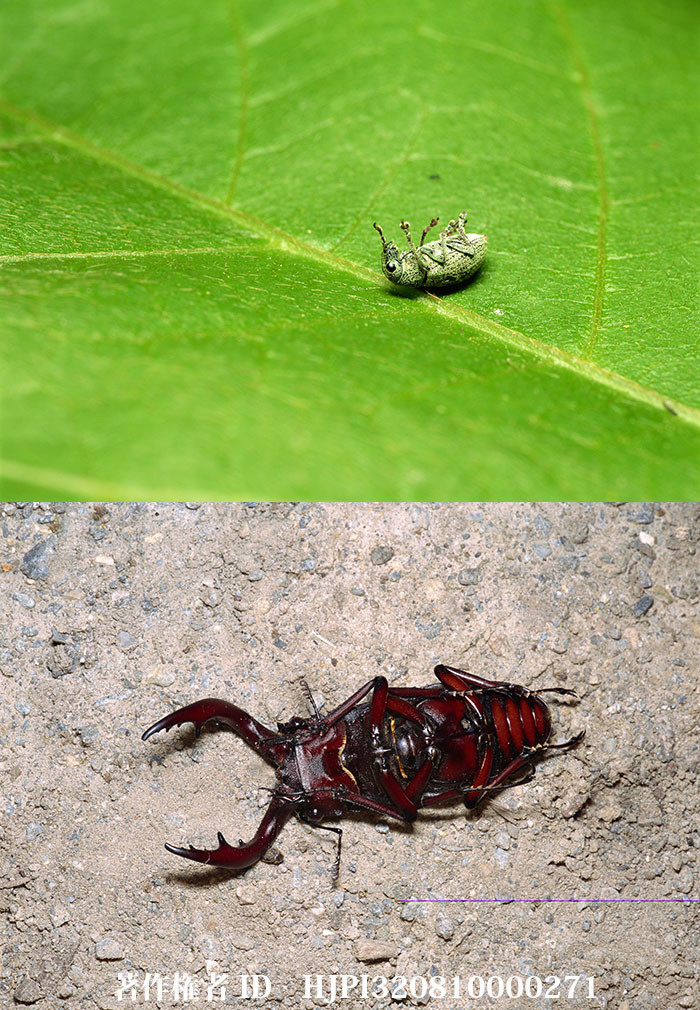 死んだふりをする昆虫