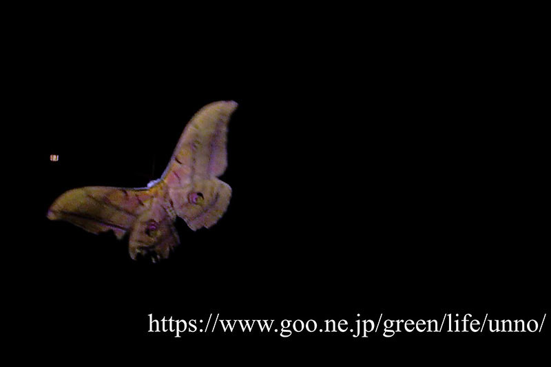 ヤママユの飛翔