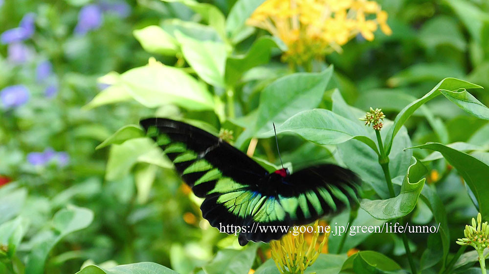 アカエリトリバネアゲハの♂