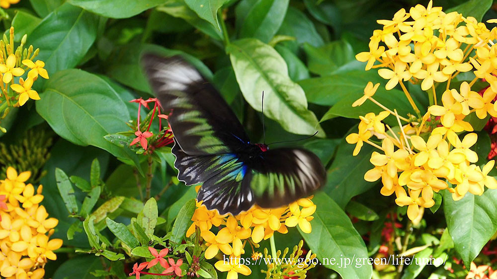 アカエリトリバネアゲハの♀