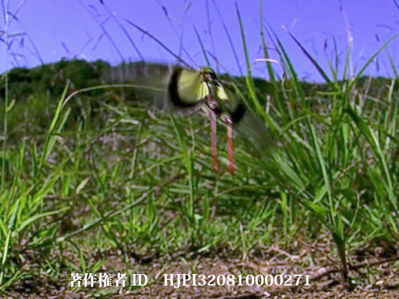 クルマバッタの飛翔