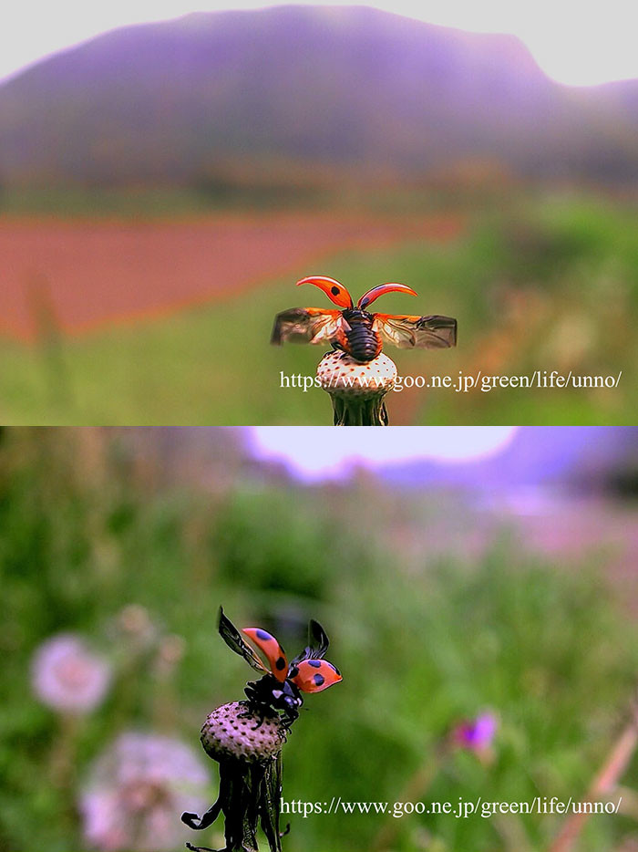 飛び立つナナホシテントウ